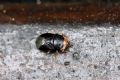 Geocoris erythrocephalus